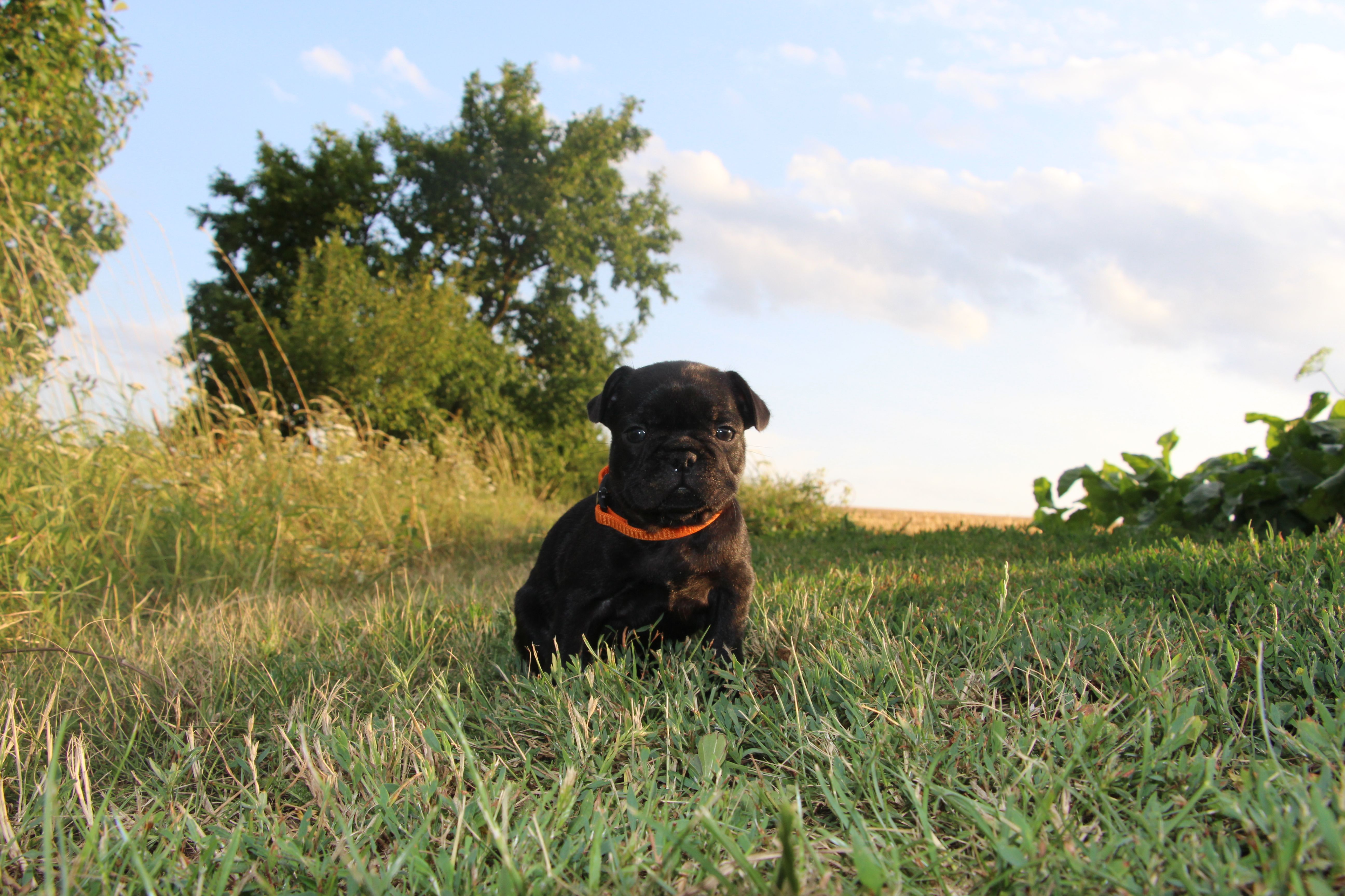  <svg class='orange'></svg> <b>Ma Cherry Melody</b> <svg class='orange'></svg>